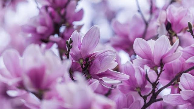 Beautiful Spring Nature Relaxing Music Video for Relaxation Весенняя природа, расслабляющая музыка Beautiful Spring Nature Relaxing Music Video for Relaxation Весенняя природа, расслабляющая музыка