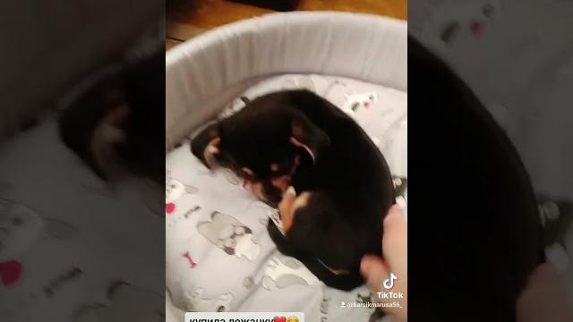 #youtubeshorts #video #dog #щенок #чихуахуа #домашниеживотные #игры #viral #рекомендации все #youtubeshorts #video #dog #щенок #чихуахуа #домашниеживотные #игры #viral #рекомендации все