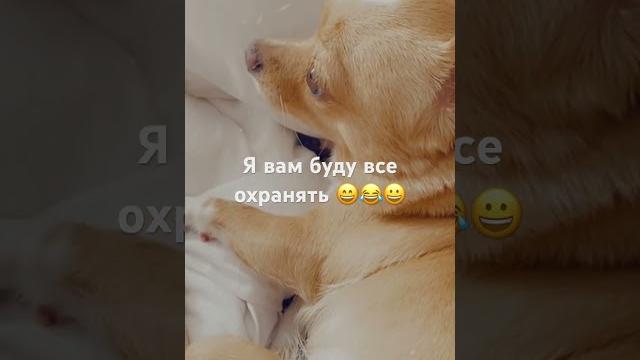 Чихуахуа #приколы #собака #чихуахуа #dog #приколысживотными #shortsvideo #sunny #shortvideo Чихуахуа #приколы #собака #чихуахуа #dog #приколысживотными #shortsvideo #sunny #shortvideo