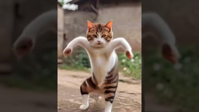котик танцует котик танцует