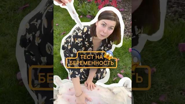 Покажет ли человеческий тест беременность у собаки? #корги #животные #корж #щенки #суперсобака Покажет ли человеческий тест беременность у собаки? #корги #животные #корж #щенки #суперсобака