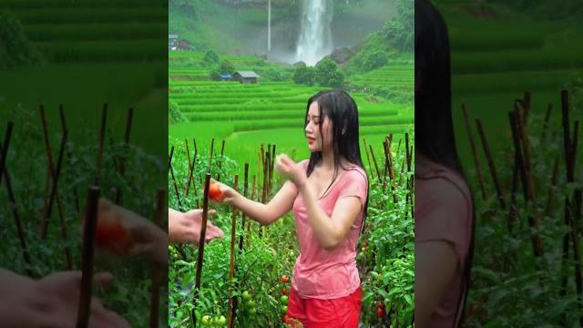 Rainy Garden Date: Beautiful Woman & Her Partner Pick Tomatoes #deepsleep #rainsounds #sleepmusic Rainy Garden Date: Beautiful Woman & Her Partner Pick Tomatoes #deepsleep #rainsounds #sleepmusic