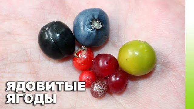Ядовитые ягоды в лесу Ядовитые ягоды в лесу