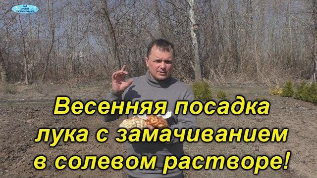 Лук-севок. Весенняя посадка с замачиванием в солевом растворе! Лук-севок. Весенняя посадка с замачиванием в солевом растворе!