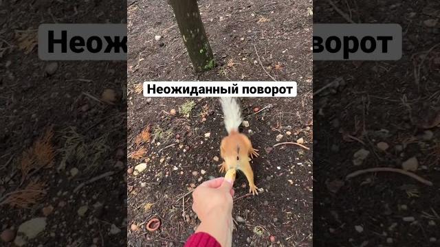 Белки не едят миндаль? #животные #белки #парк Белки не едят миндаль? #животные #белки #парк