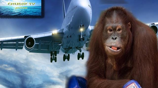 ПРИКОЛЫ В САМОЛЕТЕ или ОБЕЗЬЯНА ЗА ШТУРВАЛОМ !!! ПРИКОЛЫ В САМОЛЕТЕ или ОБЕЗЬЯНА ЗА ШТУРВАЛОМ !!!