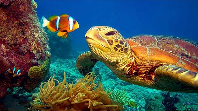 11 ЧАСОВ Потрясающих подводных съемок в формате 4K + Музыка | Nature Relaxation™ Редкое и красочное 11 ЧАСОВ Потрясающих подводных съемок в формате 4K + Музыка | Nature Relaxation™ Редкое и красочное