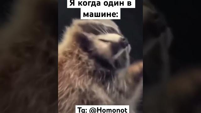 Чисто я @Homonot Чисто я @Homonot