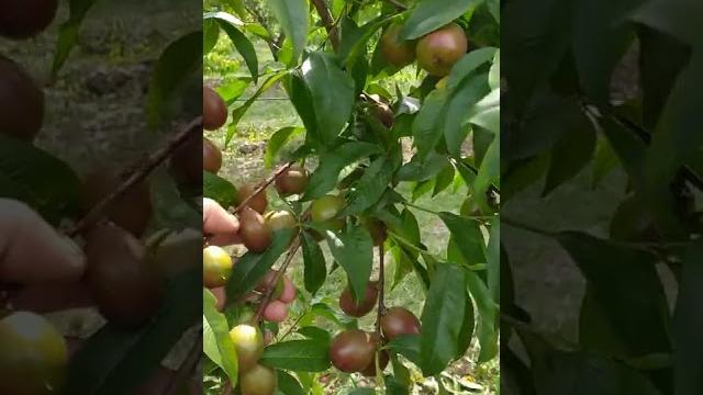 Nectarine,soiul Big Top Nectarine,soiul Big Top