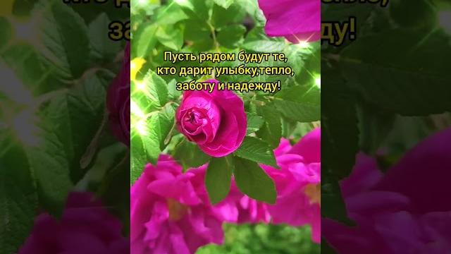 Доброе утро,хорошего дня открытки на каждый день #открытка #доброеутро #видеооткрытка #доброеутречко Доброе утро,хорошего дня открытки на каждый день #открытка #доброеутро #видеооткрытка #доброеутречко