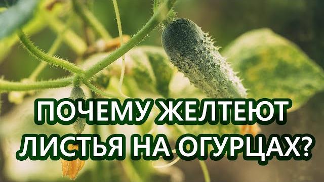 Почему желтеют листья на огурцах? Как не допустить?! Почему желтеют листья на огурцах? Как не допустить?!