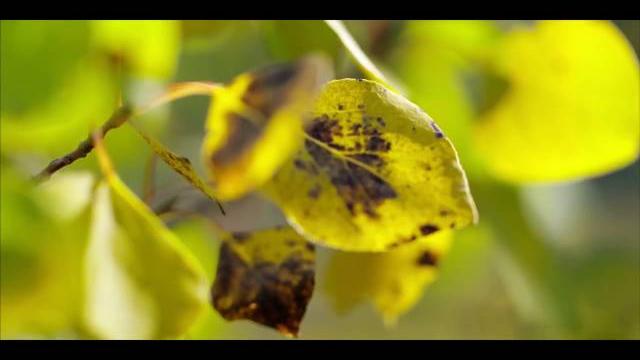 Видео фон для сайта - Природа | rowpost.com Видео фон для сайта - Природа | rowpost.com