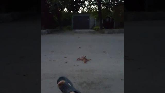 Видео задом наперед Видео задом наперед