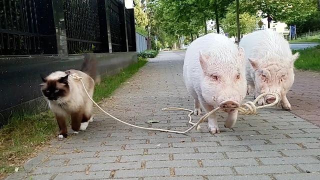 Animal BEST Friends | 1 Hour of FUNNY Pets Animal BEST Friends | 1 Hour of FUNNY Pets