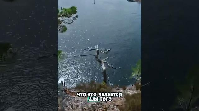 Зачем бросают камень в воду  Зачем бросают камень в воду 