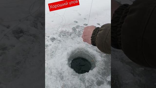Хороший улов на реке ишим#рыбалка на реке#монстр #2025г Хороший улов на реке ишим#рыбалка на реке#монстр #2025г
