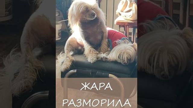 Жара разморила Мишку СМЕШНЫЕ СОБАКИ Жара разморила Мишку СМЕШНЫЕ СОБАКИ