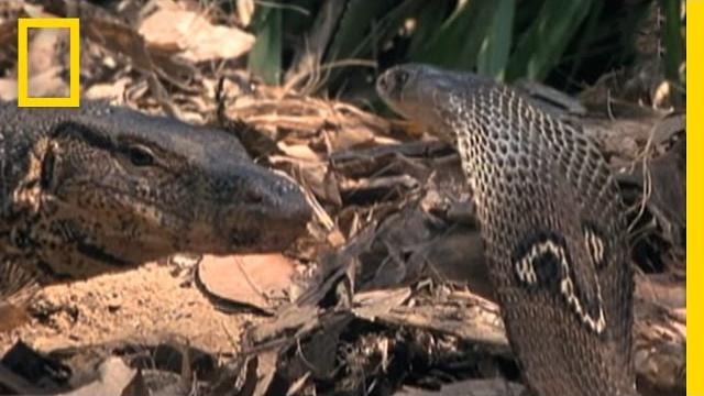 Cobra vs. Monitor Lizard | National Geographic Cobra vs. Monitor Lizard | National Geographic