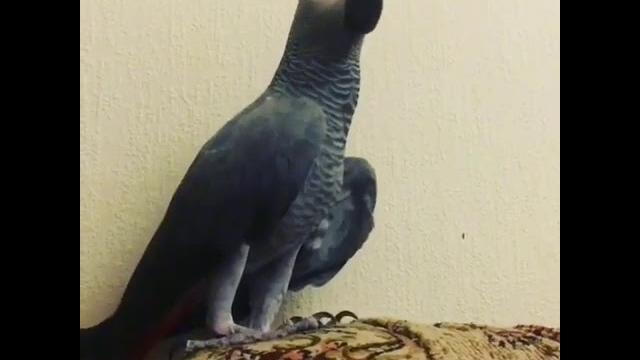 Звезда - говорящий попугай Тимоша Звезда - говорящий попугай Тимоша
