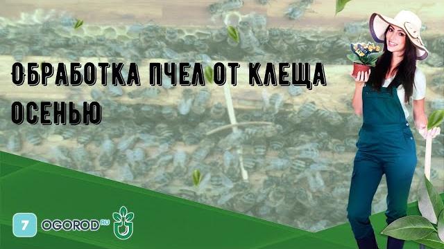 Обработка пчел от клеща осенью Обработка пчел от клеща осенью