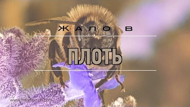 Жало в плоть | Проповедь. Герман Бем Жало в плоть | Проповедь. Герман Бем