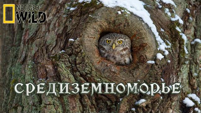 Дикая природа Средиземноморья. Мир природы дикие животные #Документальный фильм. National Geographic Дикая природа Средиземноморья. Мир природы дикие животные #Документальный фильм. National Geographic