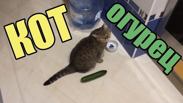 КОТЫ И ОГУРЦЫ!!! Коты боятся огурцов!!! САМАЯ ЛУЧШАЯ ПОДБОРКА КОТЫ И ОГУРЦЫ!!! Коты боятся огурцов!!! САМАЯ ЛУЧШАЯ ПОДБОРКА