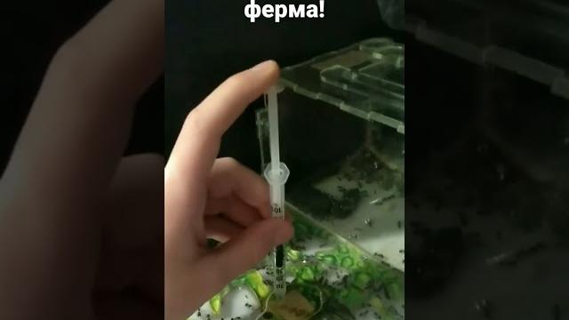 Муравьиная ферма! Муравьиная ферма!