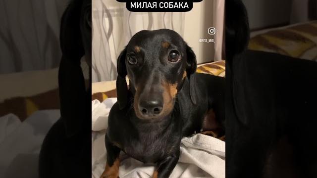 #такса #таксалучшаясобака #таксеныш #собака #прикольныеживотные #смешныевидео #смешныеживотные #такса #таксалучшаясобака #таксеныш #собака #прикольныеживотные #смешныевидео #смешныеживотные
