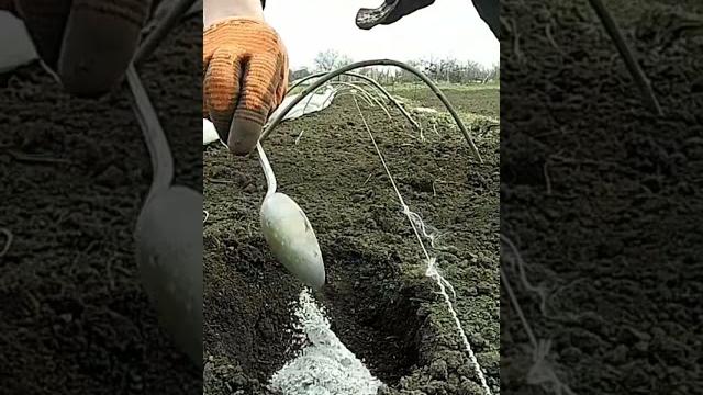 Посадка болгарского перца Посадка болгарского перца