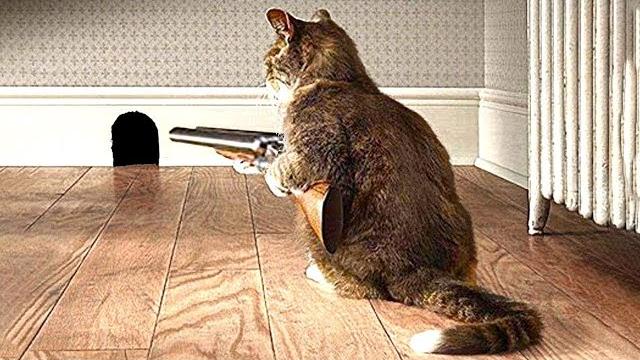 Умные Животные, Которые Вас Удивят Умные Животные, Которые Вас Удивят