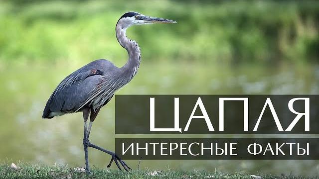 Цапля - интересные факты Цапля - интересные факты
