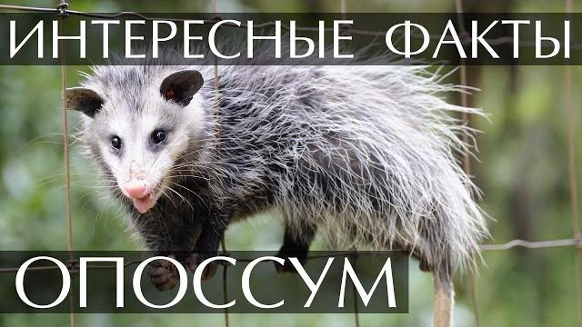 Опоссум - интересные факты Опоссум - интересные факты