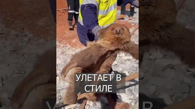 Ленивца КРАСИВО выгнали со стройки Ленивца КРАСИВО выгнали со стройки