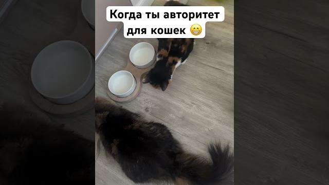 Когда ты авторитет для кошек #cat #прикольныекоты #котик #веселыекоты #юмор #топ #приколы Когда ты авторитет для кошек #cat #прикольныекоты #котик #веселыекоты #юмор #топ #приколы