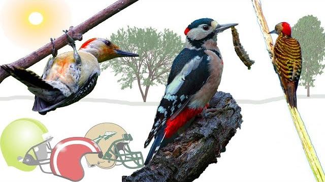 У дятлов бывает сотрясение головного мозга! Новые интересные факты о животных. Природа и наука У дятлов бывает сотрясение головного мозга! Новые интересные факты о животных. Природа и наука