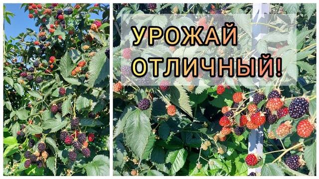Ежевика 2022. Мегаурожай. Проблемы этого сезона Ежевика 2022. Мегаурожай. Проблемы этого сезона