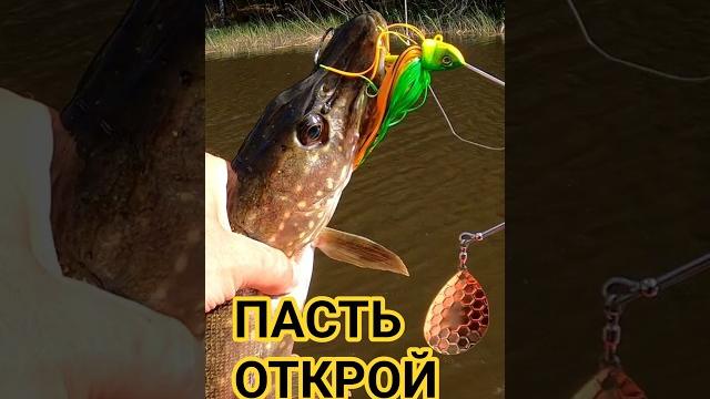 Пасть открой #рыбалка #щука Пасть открой #рыбалка #щука