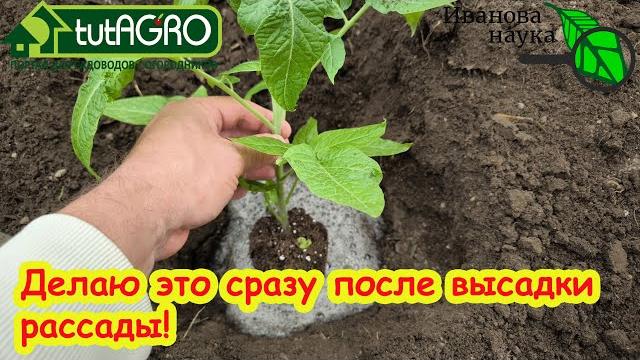Как не испортить рассаду томатов сразу после посадки. ДЕЛАЮ ЭТО СРАЗУ ПОСЛЕ ПОСАДКИ и ОЧЕНЬ ДОВОЛЕН! Как не испортить рассаду томатов сразу после посадки. ДЕЛАЮ ЭТО СРАЗУ ПОСЛЕ ПОСАДКИ и ОЧЕНЬ ДОВОЛЕН!
