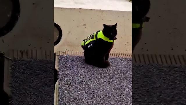 Ты мне глазки-то не строй, ты паспорт покажи #смешно #юмор #кошки #cat #animals #кот #смешныекошки Ты мне глазки-то не строй, ты паспорт покажи #смешно #юмор #кошки #cat #animals #кот #смешныекошки