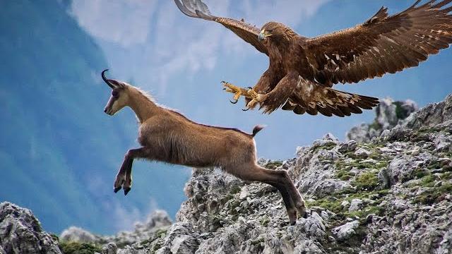 This is how the Chamois are saved from the Predators! Agile, Fast and Fearless ungulates! This is how the Chamois are saved from the Predators! Agile, Fast and Fearless ungulates!