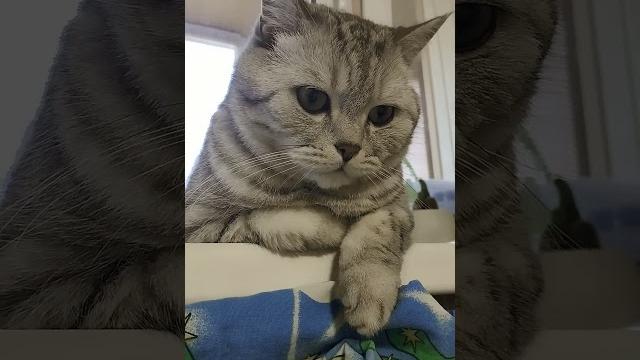 Что забыла невеста ? #смехдослез #cat #видосыоткота #юмор #прикольныекоты #прикол #смех #котики Что забыла невеста ? #смехдослез #cat #видосыоткота #юмор #прикольныекоты #прикол #смех #котики
