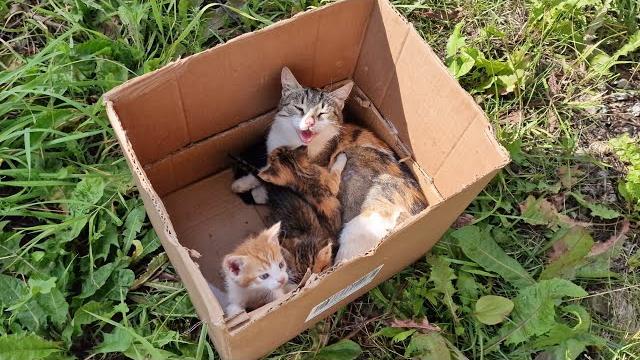 Кошка молила о помощи Она не могла уйти и бросить котят на обочине дороги Rescue of cats and kittens Кошка молила о помощи Она не могла уйти и бросить котят на обочине дороги Rescue of cats and kittens