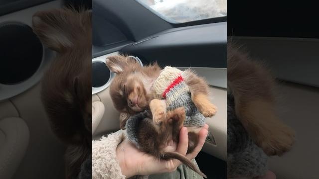 VIRAL Puppy Video! VIRAL Puppy Video!