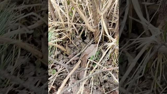 НЕ ОБРЕЗАЙТЕ КРЫЖОВНИК ПОКА НЕ ПОСМОТРИТЕ ЭТО ВИДЕО / КАК ОБРЕЗАТЬ КРЫЖОВНИК НА УРОЖАЙ НЕ ОБРЕЗАЙТЕ КРЫЖОВНИК ПОКА НЕ ПОСМОТРИТЕ ЭТО ВИДЕО / КАК ОБРЕЗАТЬ КРЫЖОВНИК НА УРОЖАЙ