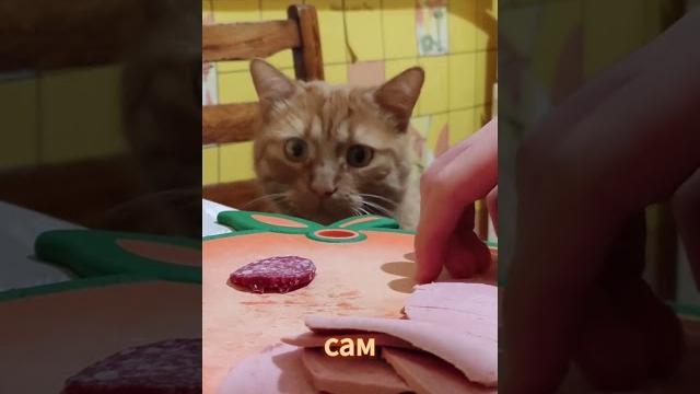 Приколы с котами | С ОЗВУЧКОЙ | Самые смешные животные | Смешные коты и собаки| ROMEO BARSKIY Приколы с котами | С ОЗВУЧКОЙ | Самые смешные животные | Смешные коты и собаки| ROMEO BARSKIY