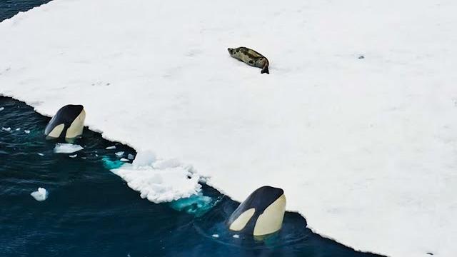 Incredible Orca Hunt | Frozen Planet II | BBC Earth Incredible Orca Hunt | Frozen Planet II | BBC Earth