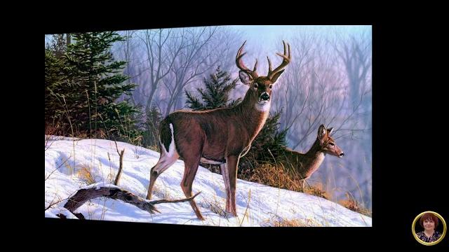 ДИКИЕ ЖИВОТНЫЕ ЗИМОЙ В ЛЕСУ ДИКИЕ ЖИВОТНЫЕ ЗИМОЙ В ЛЕСУ