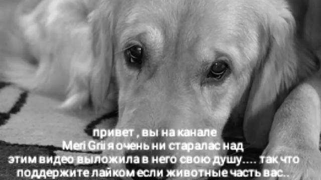 Грустное видео про животных Грустное видео про животных