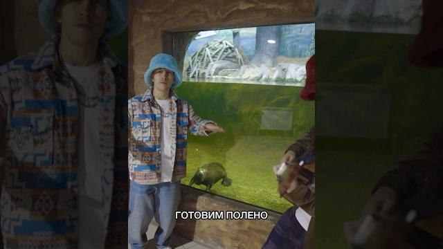 Поём бобру песню про бобра. (Воронежский Заповедник им. Пескова) #slavaskripka #бобр #бобёр Поём бобру песню про бобра. (Воронежский Заповедник им. Пескова) #slavaskripka #бобр #бобёр